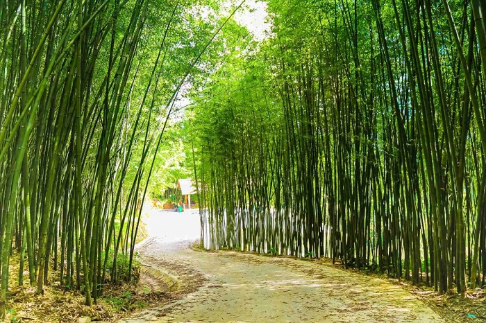 Bên Rừng Trúc Thiên Linh