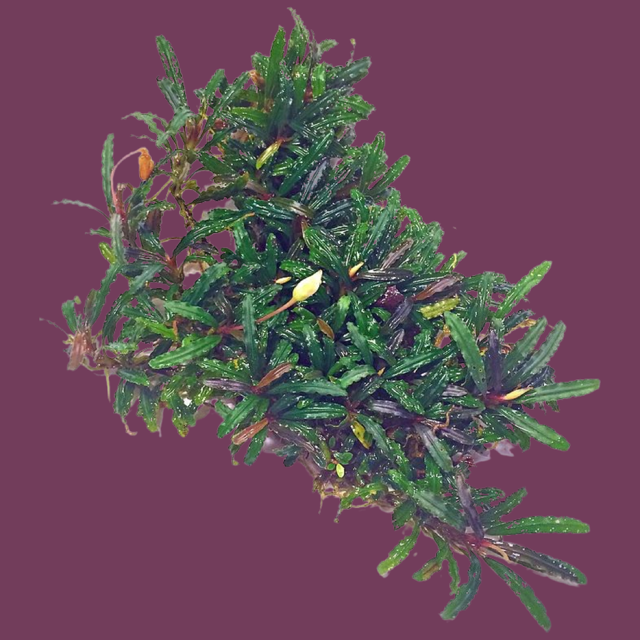 Cây Bucep Loài thủy sinh quý hiếm và tiềm năng